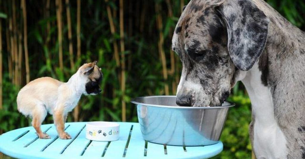 alimentación de un gran danés 4