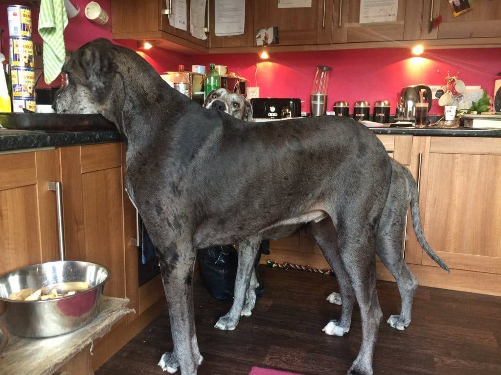 alimentación de un gran danés 5