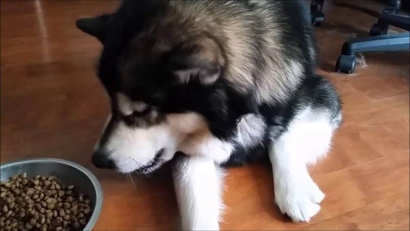 alimentación del Alaskan Malamute