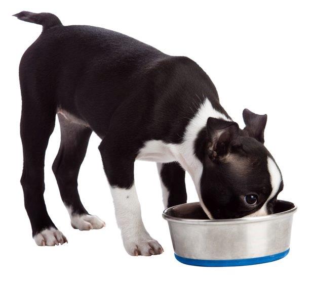 alimentación del Boston Terrier