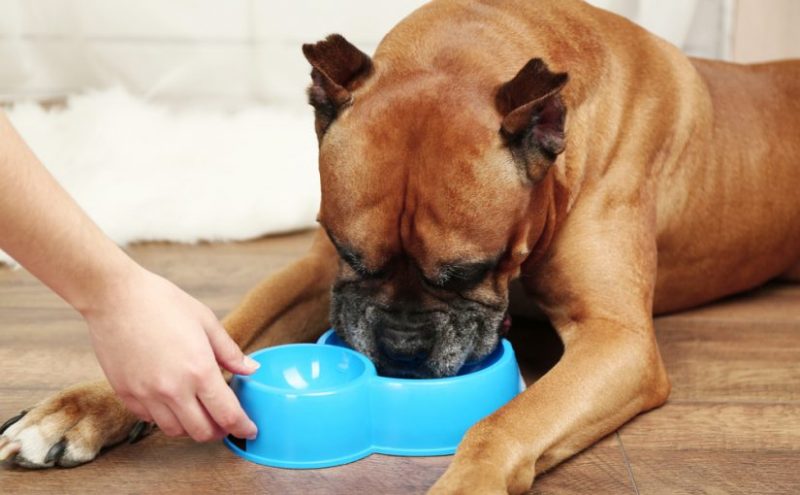 alimentación del bóxer alemán
