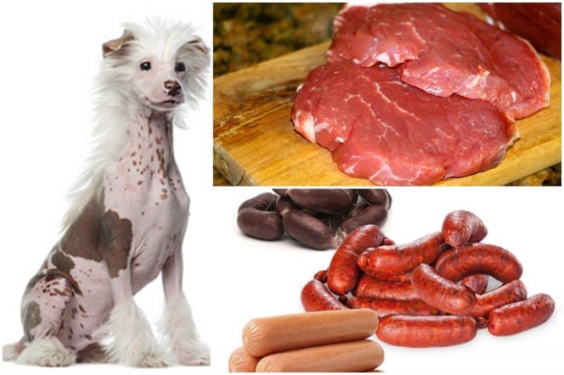 alimentos que no debe consumir el perro crestado chino