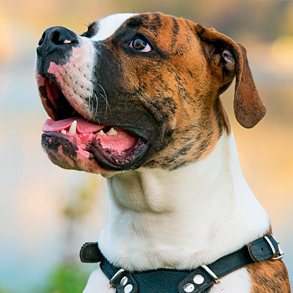 american bulldog raza perro