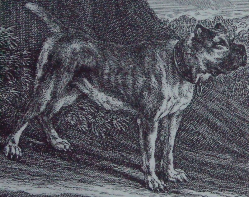 ancestros del bóxer