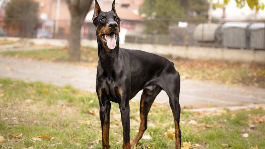 apariencia física del dobermann