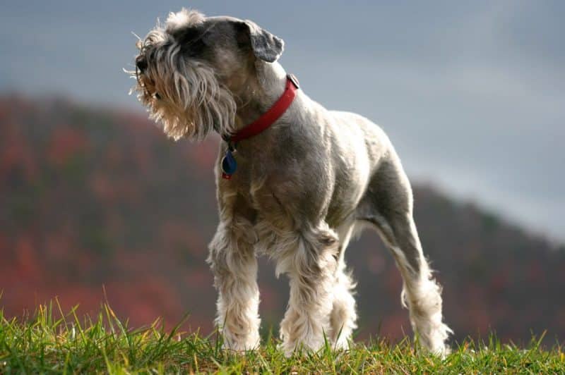 aspecto físico del schnauzer miniatura