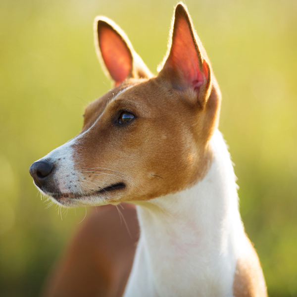 basenji raza perro