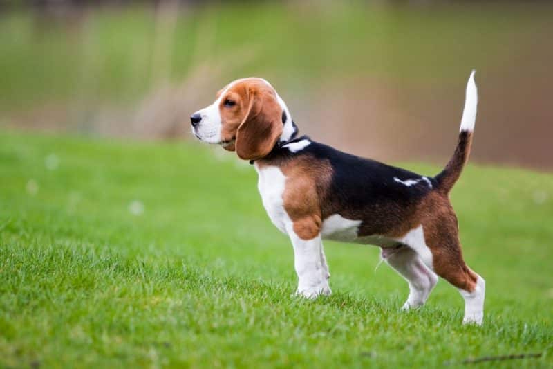 perro Beagle americano