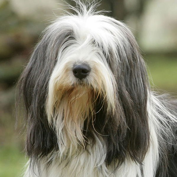 bearded collie raza perro
