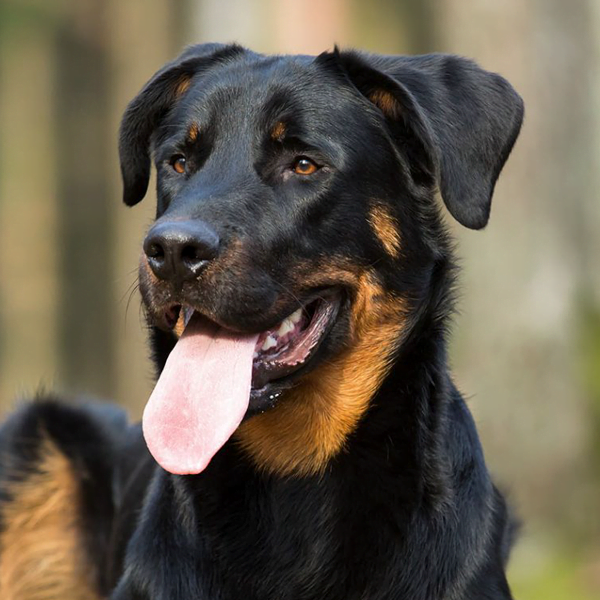 beauceron pastor de beauce raza perro