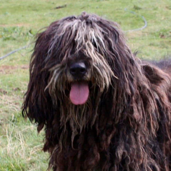 bergamasco raza perro
