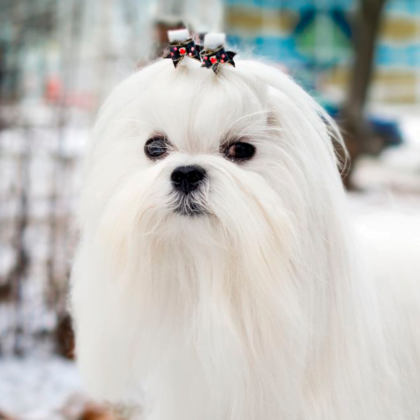 bichon maltes raza perro