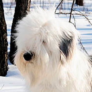 bobtail contemplando la inmensidad