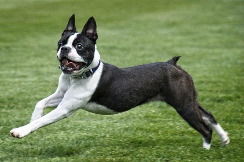 Boston Terrier corriendo sobre césped