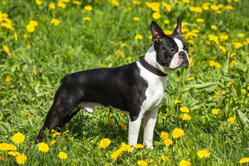 Boston Terrier en medio de hierba florida
