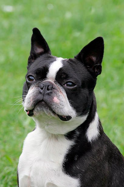 boston terrier observando la inmensidad