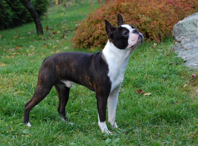 Boston Terrier parado sobre césped