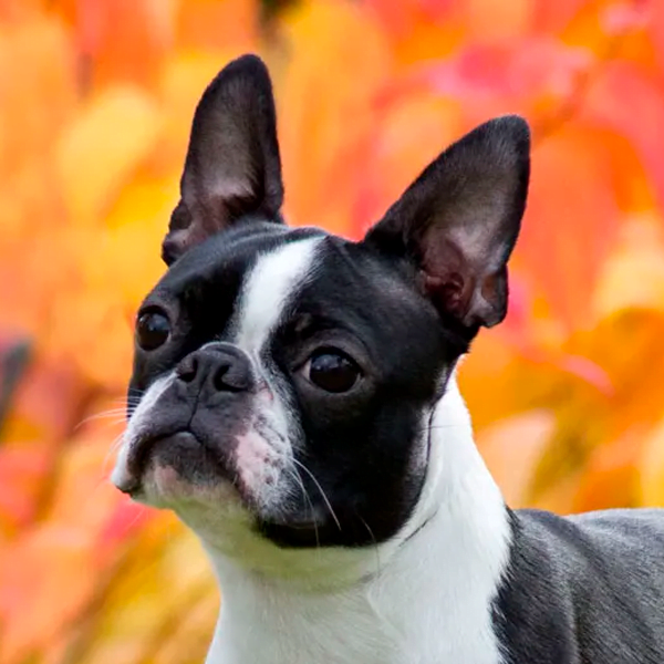 boston terrier raza perro