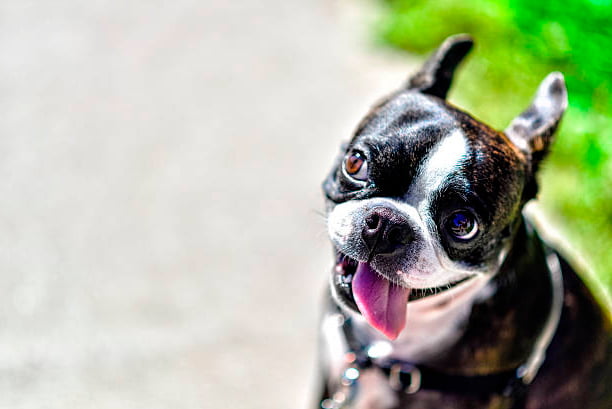 boston terrier sacando la lengua