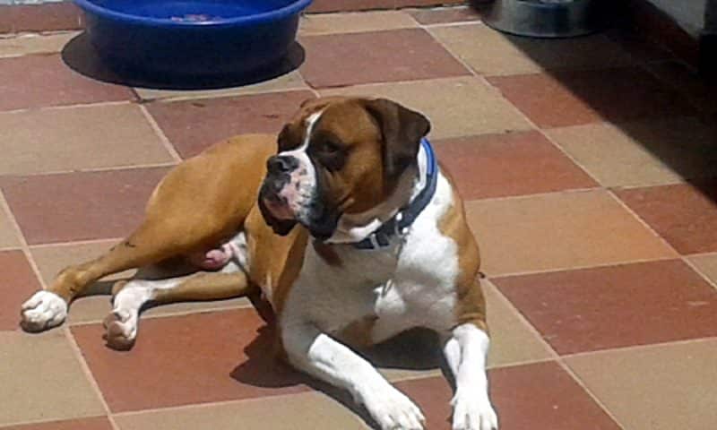 bóxer alemán descansando en patio interior