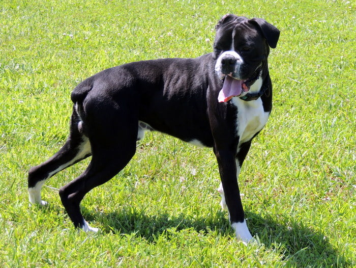 bóxer alemán parado en césped