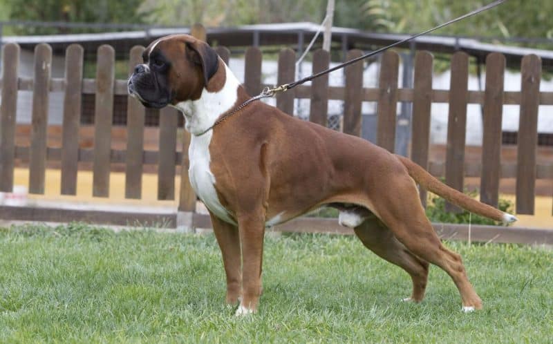 bóxer alemán vista lateral amarrado