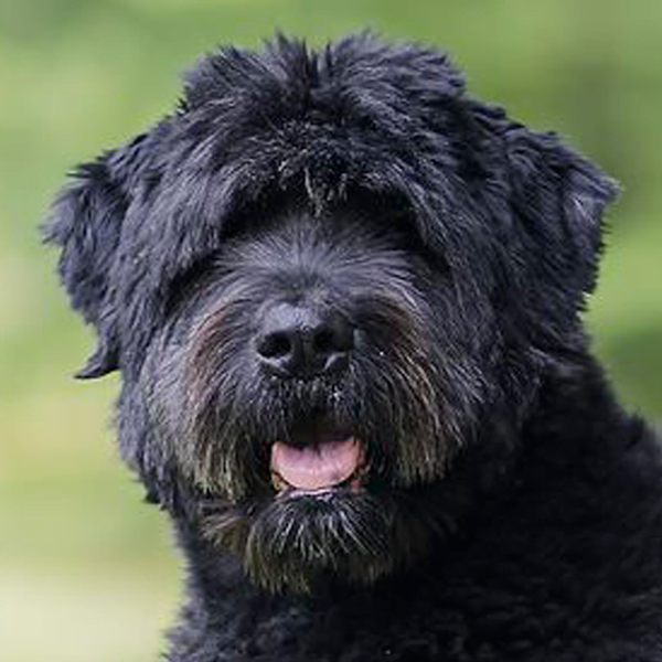 boyero de Flandes raza perro