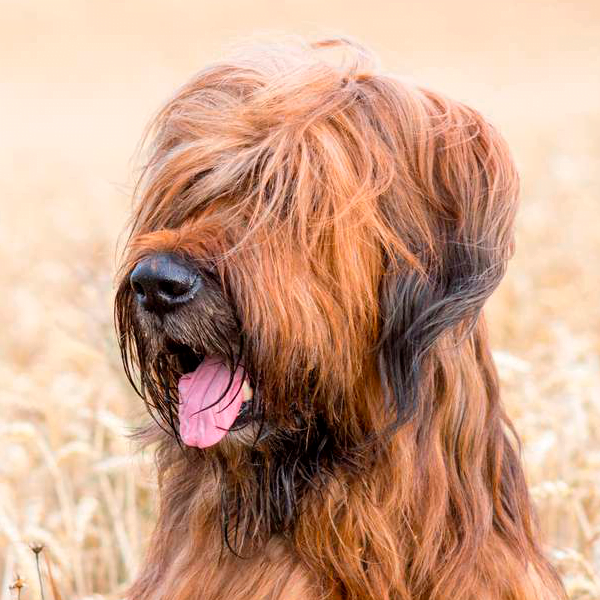 briard raza perro
