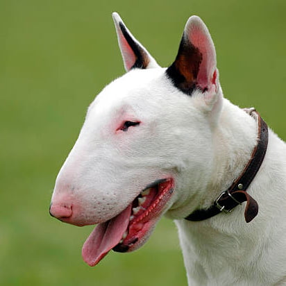 bull terrier observando la inmensidad