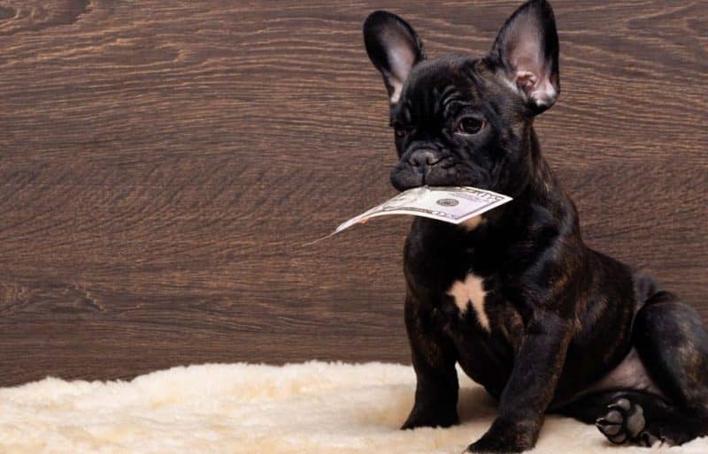 Bulldog Frances con un dólar en el hocico