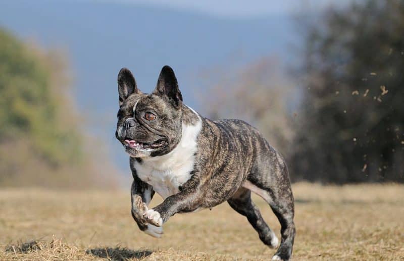 Bulldog Frances corriendo sobre hierba