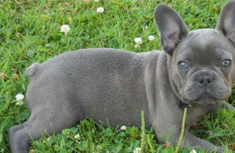 Bulldog frances descansando sobre césped