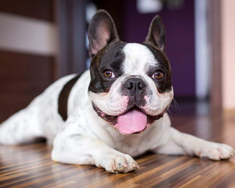 Bulldog Frances descansando sobre piso flotante o laminado