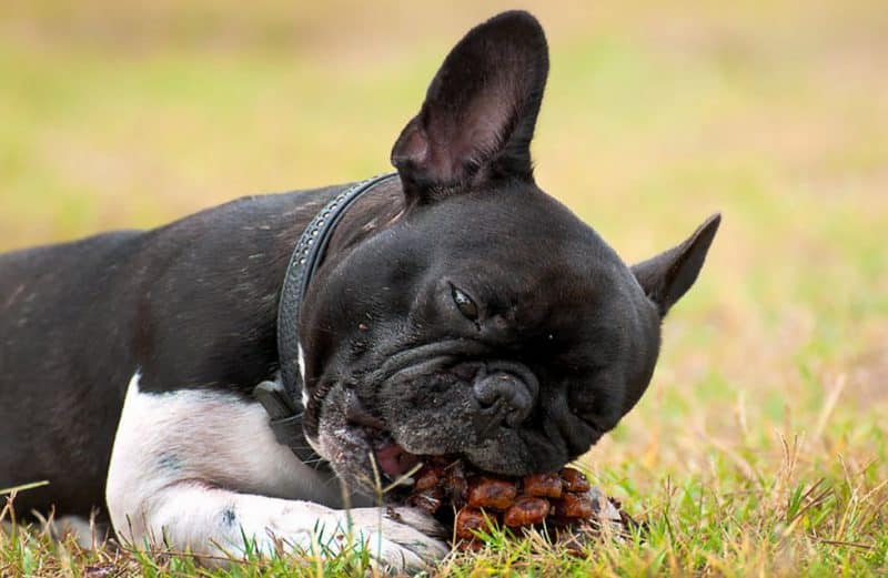 Bulldog frances jugando en el césped con un kong