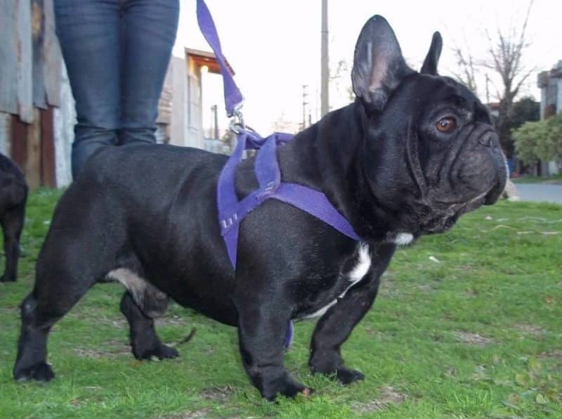 Bulldog Frances musculado