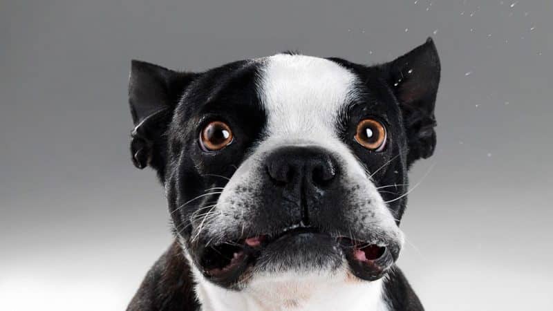 Bulldog Frances muy parecido a un boston terrier
