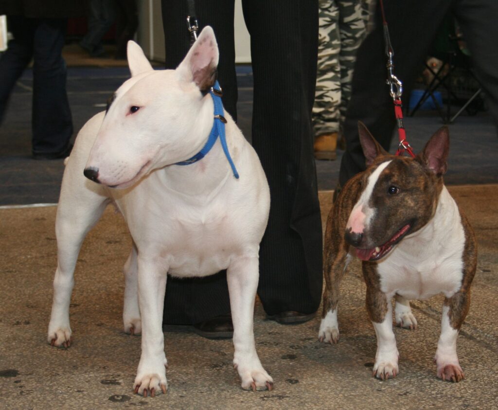 bullterrier miniatura