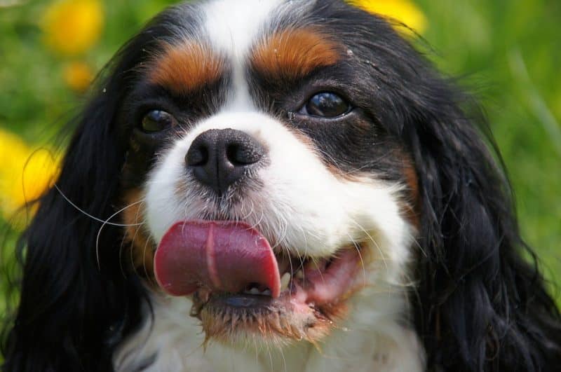 cabeza de un cavalier king charles spaniel con marcas negras