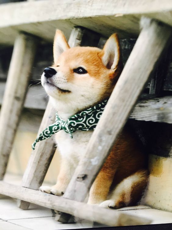 cachorro Akita Inu con pañoleta