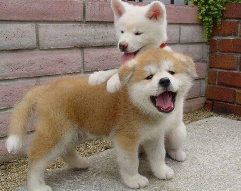 cachorro Akita Inu jugando