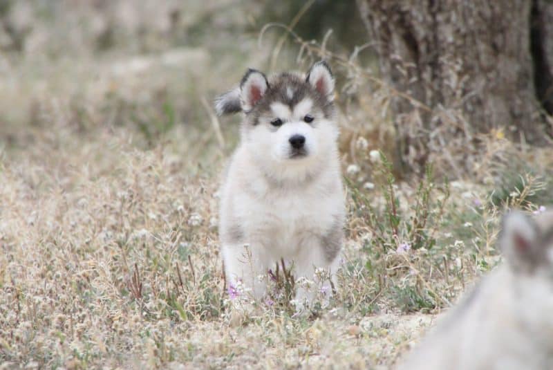 cachorro alaskan malamute de paseo en el bosque