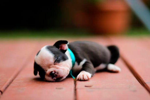 cachorro boston terrier durmiendo