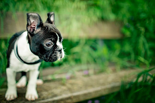 cachorro boston terrier