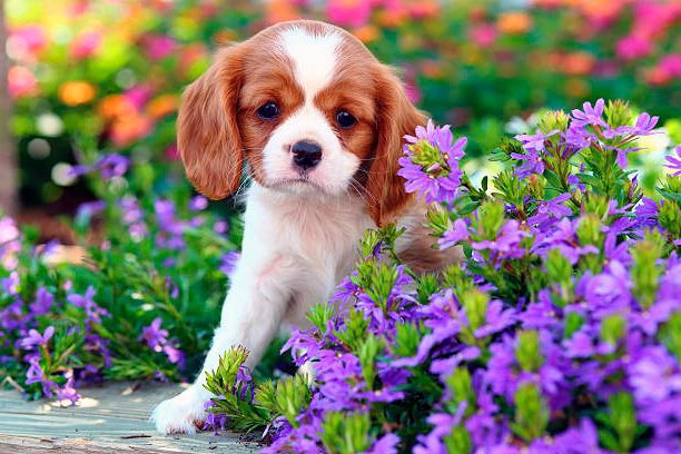 cachorro cavalier king charles spaniel