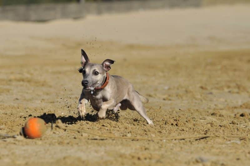 cachorro del pequeño lebrel italiano jugando
