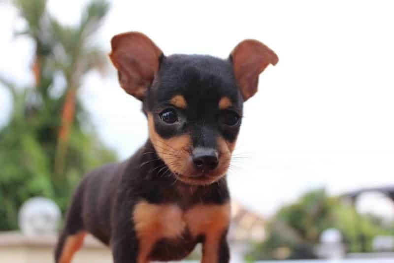 cachorro pinscher miniatura en un jardin