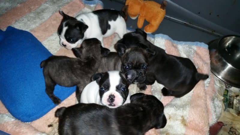 cachorros Bulldog Frances