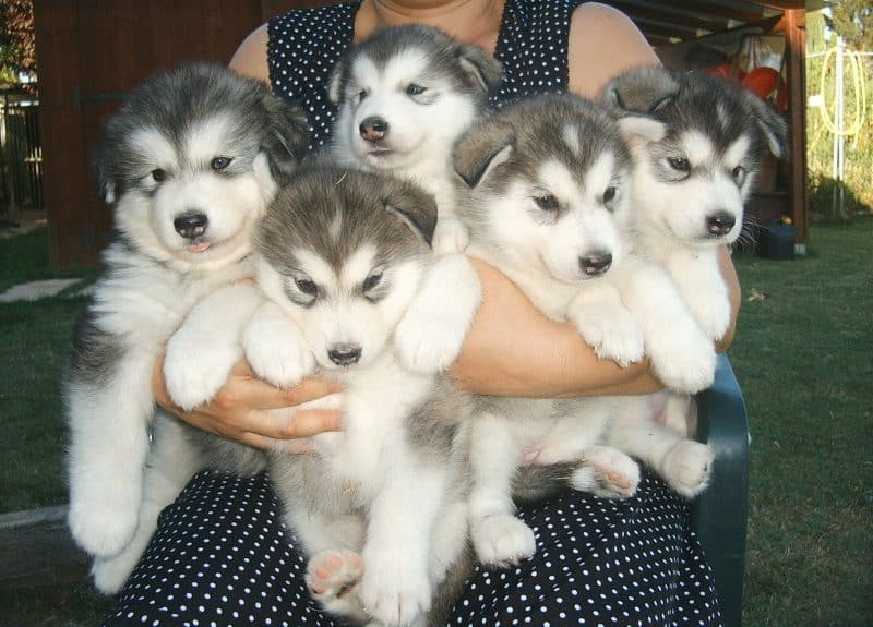 cachorros de Alaskan Malamute