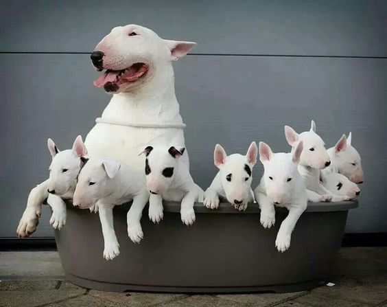 cachorros de bull terrier