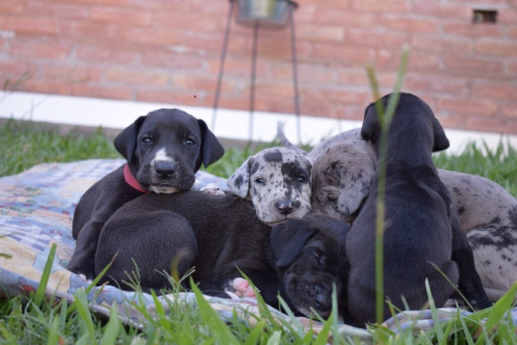 cachorros de gran danés 1